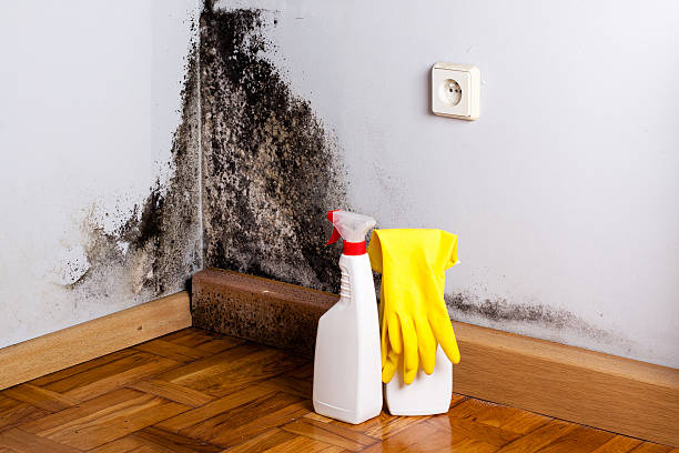 Professional Mold Removal in South Tucson, AZ